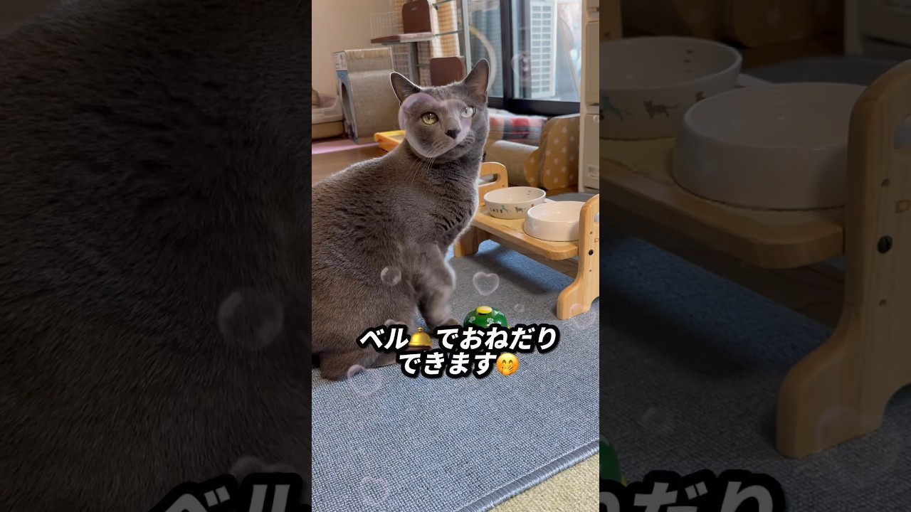【ロシアンブルー】〝ベル押し猫めろん〟と言ってもいいでしょう🤭【猫】#shorts
