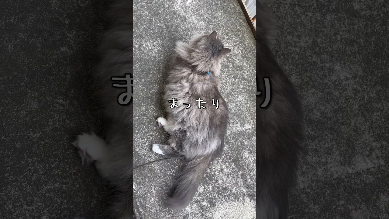 サイベリアン猫日記【2023.04.25】1歳10ヶ月 #siberiancat
