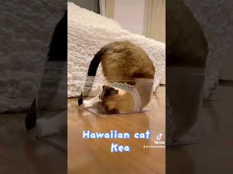 猫は液体というチャレンジをしてみたシャム猫 #shorts   #tiktok Cats are liquid？