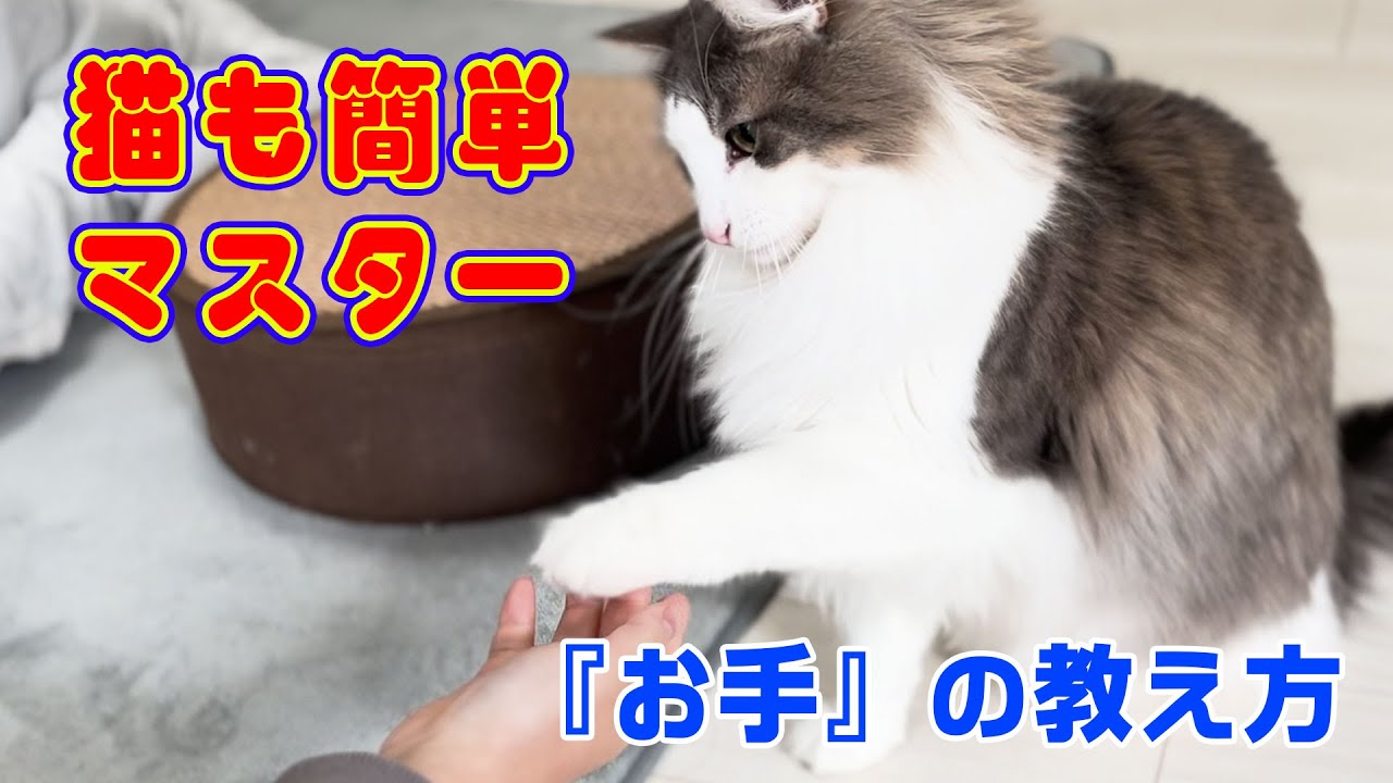 【ノルウェージャンフォレストキャット】猫の『お手』の教え方！