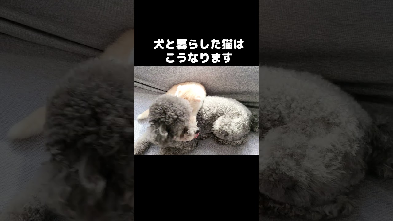 犬と一緒に生活する猫はこうります...#shorts