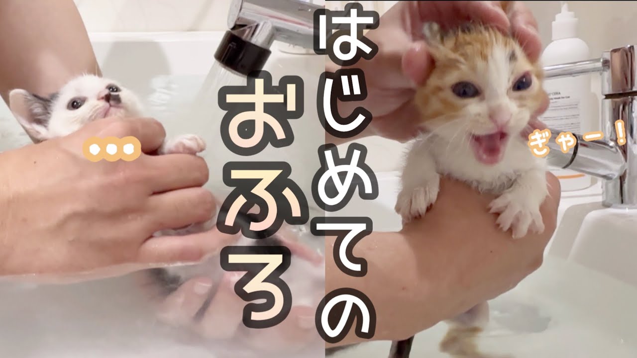 子猫がう○ちまみれになったので、お風呂にぶち込みました。