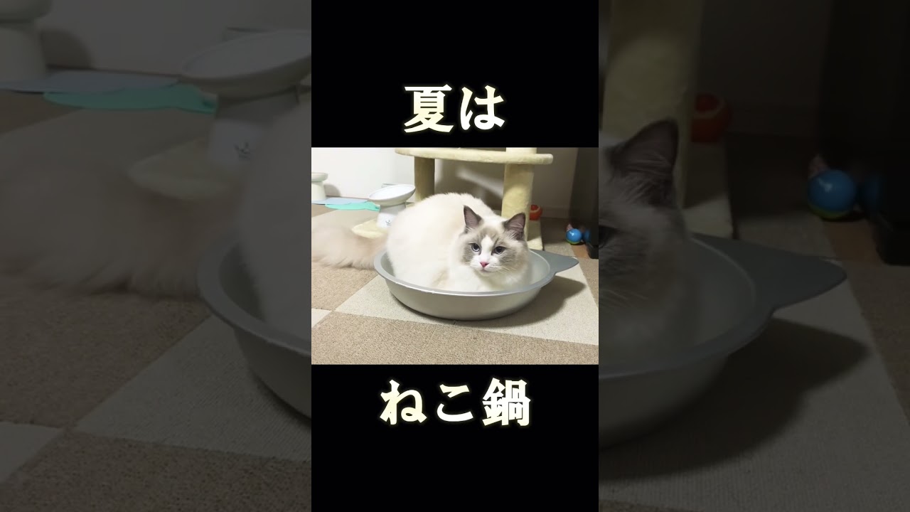 夏はねこ鍋に限る#ラグドール