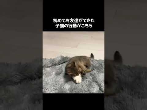 【子猫】初めてぬいぐるみをもらった子猫が…　#shorts