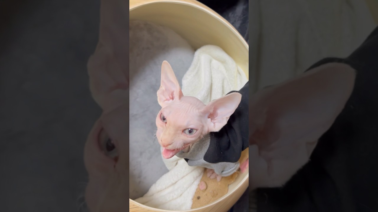 毛のない猫の鳴き声がwww【スフィンクス猫】