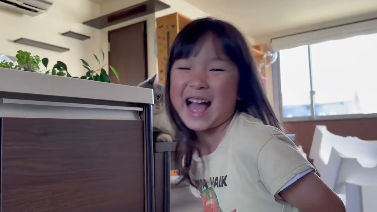 ソフトタッチされる猫　ノルウェージャンフォレストキャット　ラガマフィンA cat that is soft touched. Norwegian Forest Cat. Ragamuffin.