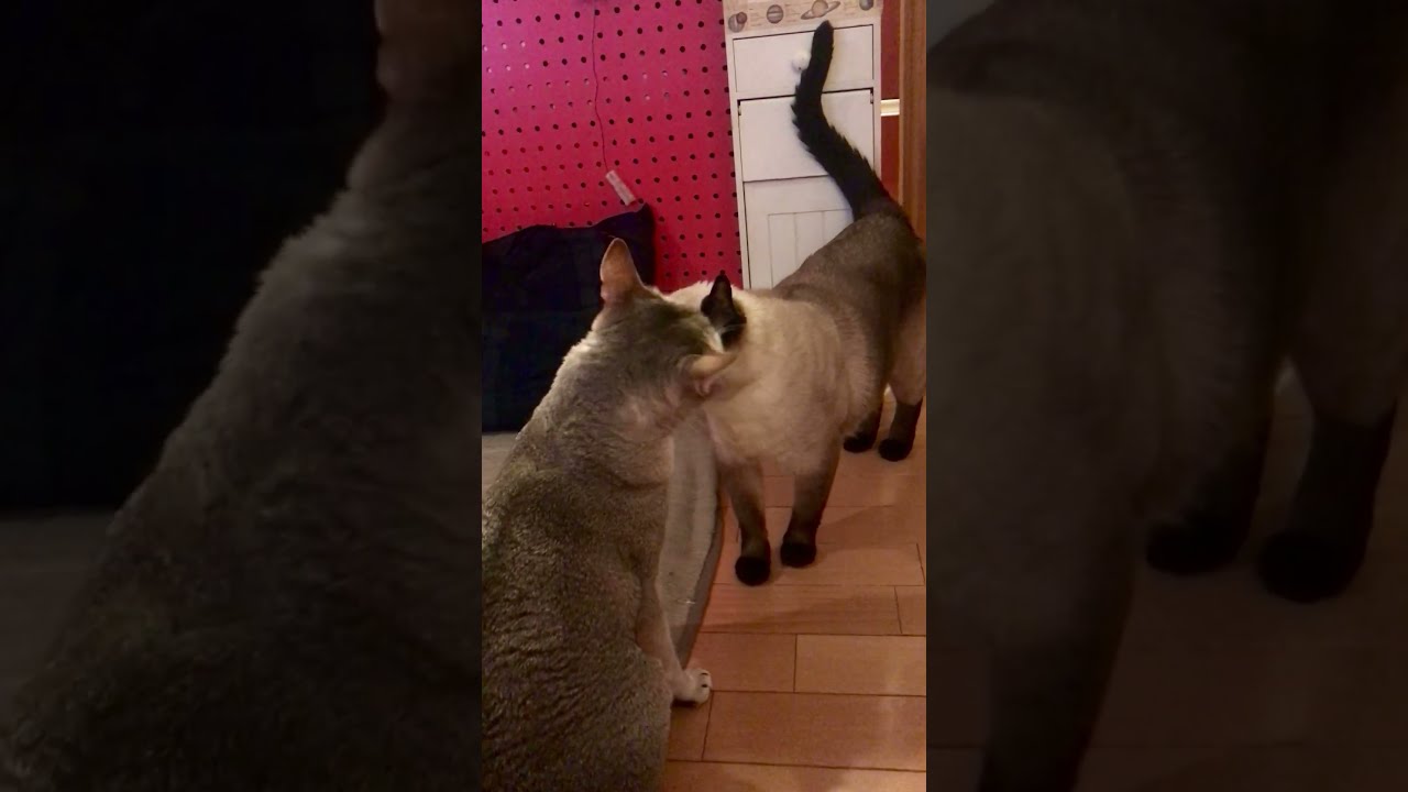 ペロペロのお返しに同居猫をカプカプしちゃうたぬき猫なのにゃ♪