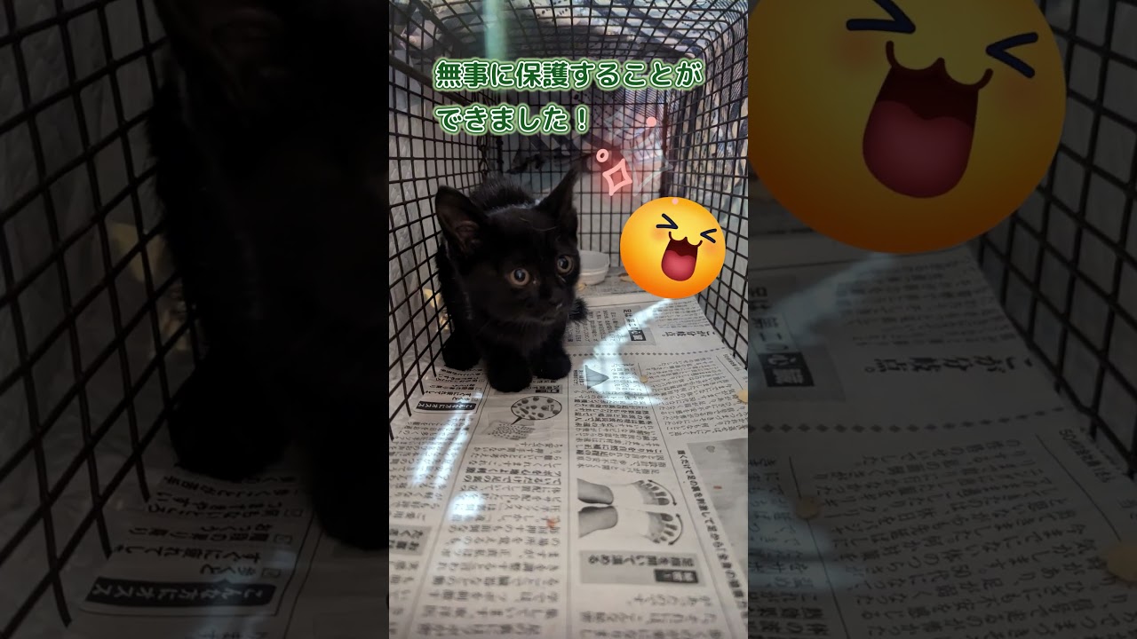 【神戸保護猫】子猫姉弟を裏山から保護しました（女の子バージョン） #shorts