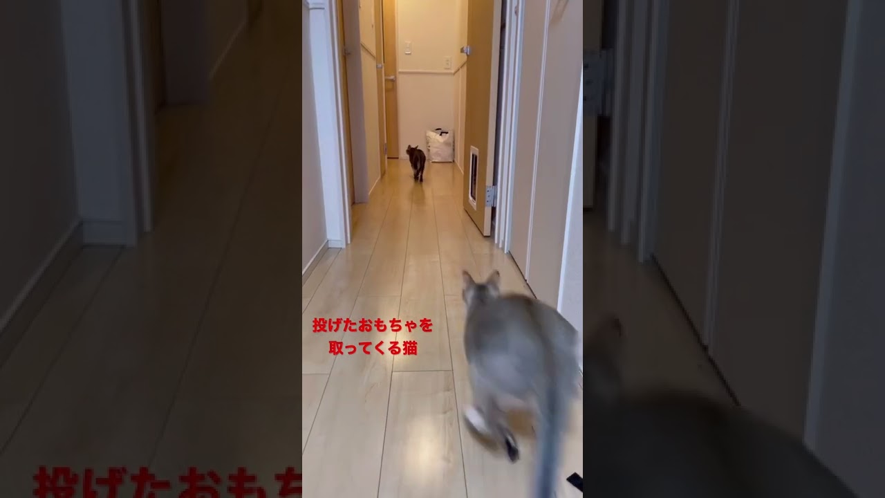 投げたおもちゃを取ってくる猫　シンガプーラ