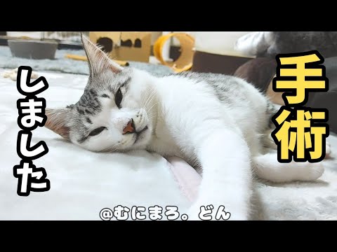 【手術】子猫の去勢をしました。～1日の様子～