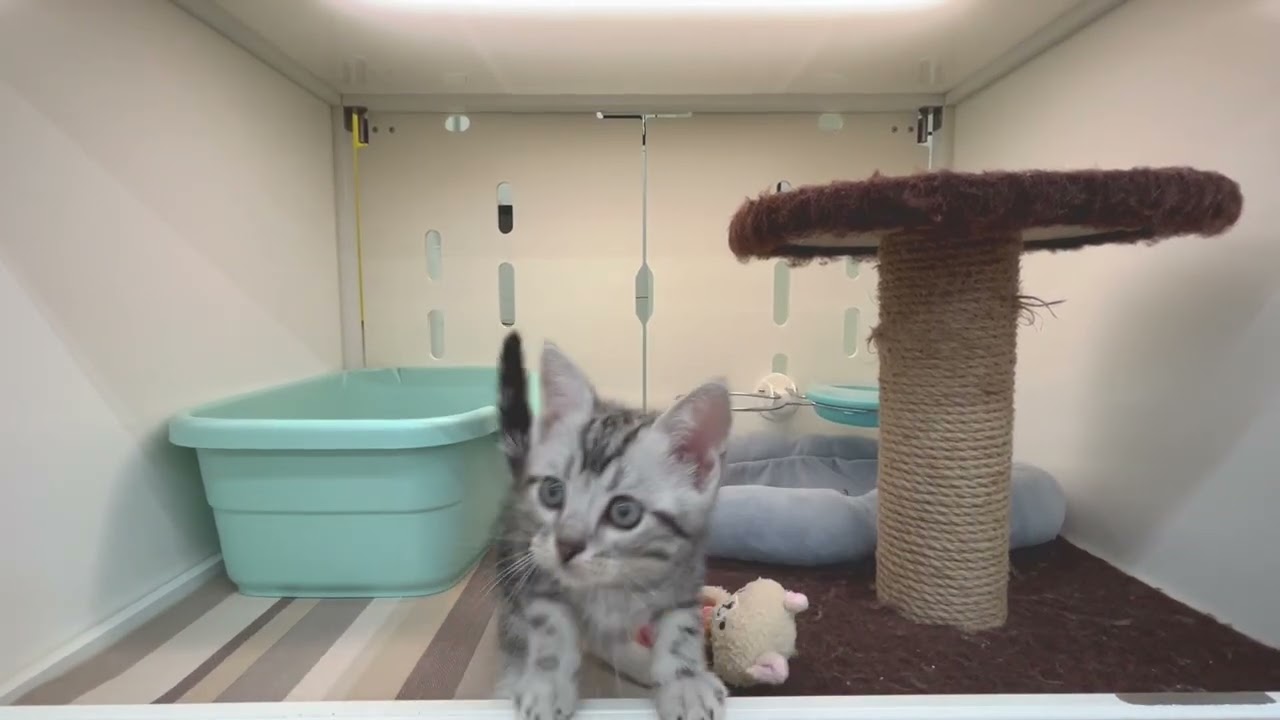 アメリカンショートヘアー