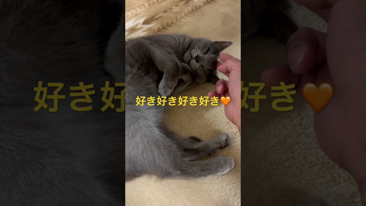 好き🧡と愛してる🧡が止まらない猫（ロシアンブルー）#shorts