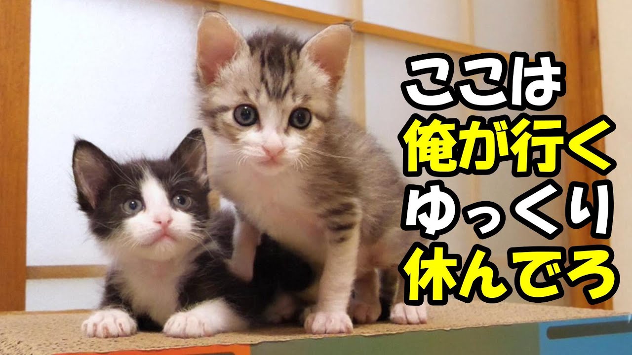 大きい子猫を見つけた小さい勇者な子猫がひとり立ち向かう【赤ちゃん猫　保護猫】
