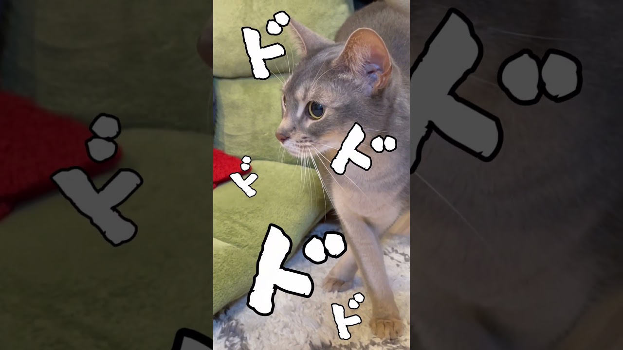 ジョジョ立ちをする猫！ A cat doing jojo standing! #shorts