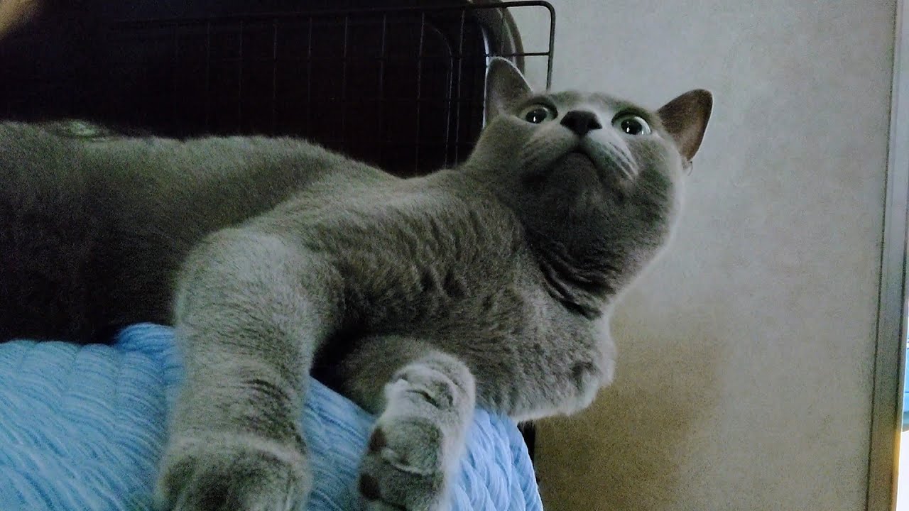 【猫動画】旦那が開けた押し入れを狙うロシアンブルー【russianbule】Russian blue aiming for an open closet