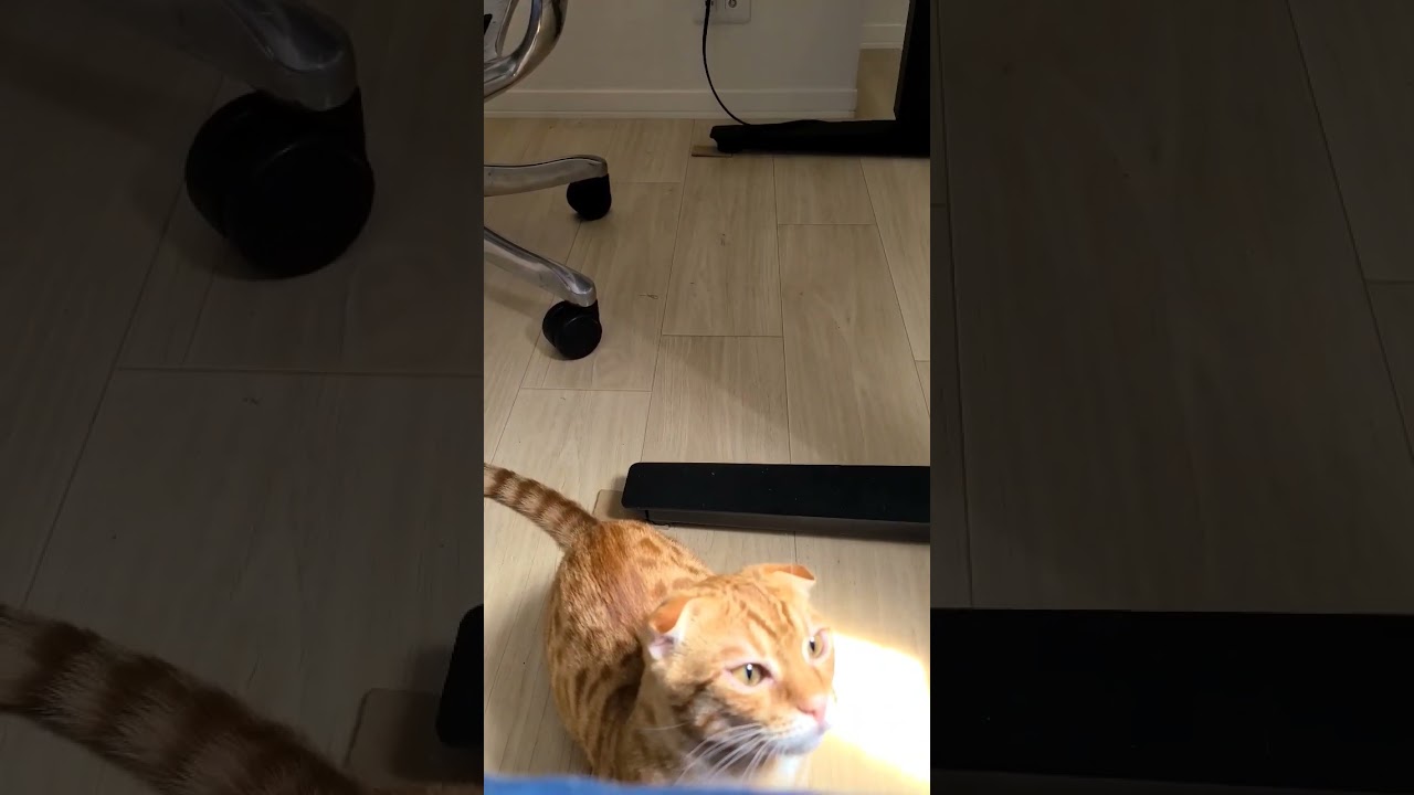 カメラは嫌いです【コモドンの観察日記】 #キンカロー #猫