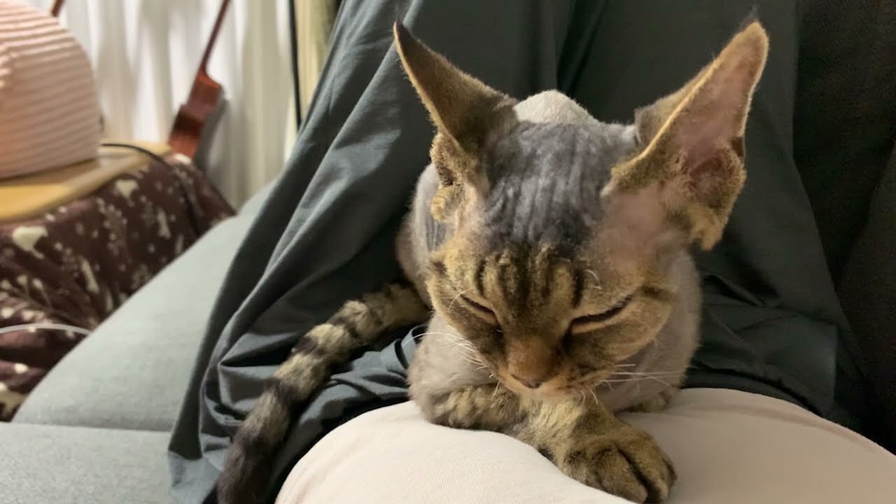 お腹の上に乗ってくるデボンレックス子猫です(Devon Rex kitten getting on my belly)