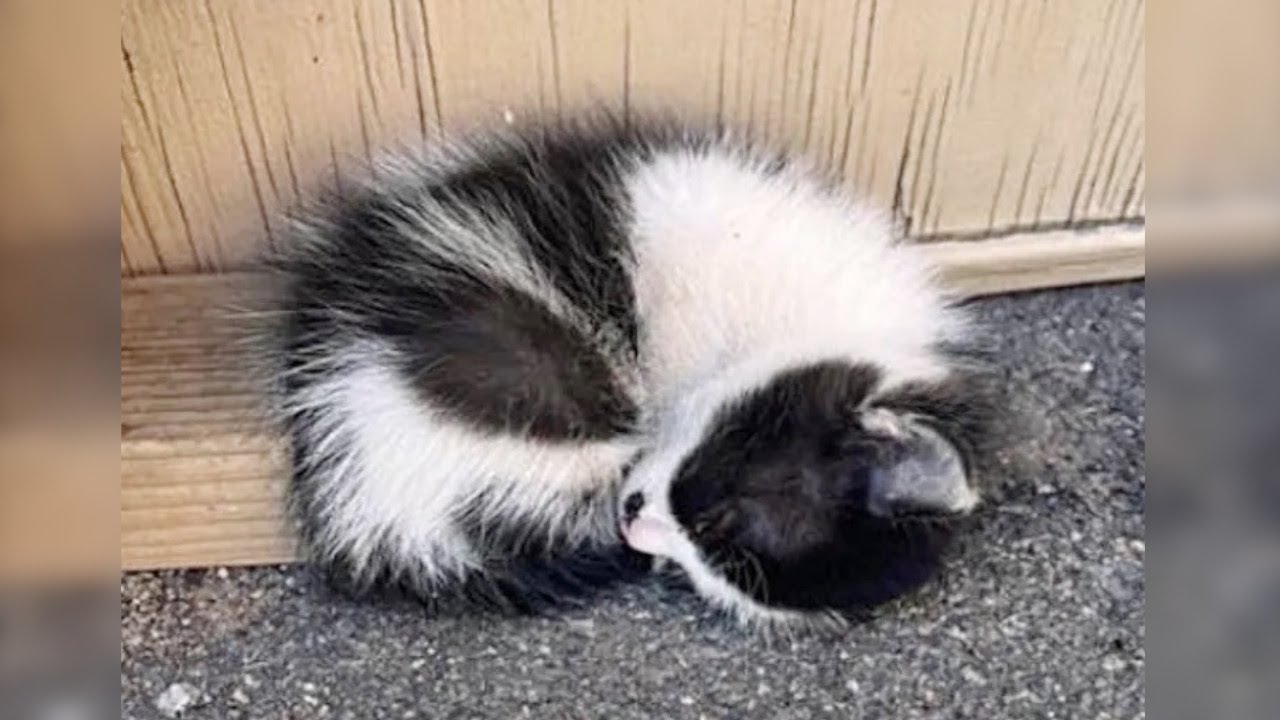 母猫に置き去りにされた子猫。保護され養育主の家で先輩猫と出会う【感動実話 動物】