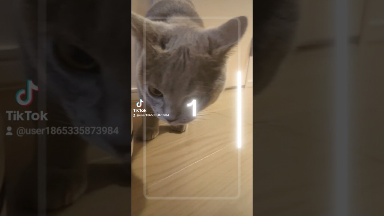 ジブリ化失敗。猫のシャルトリュー（Ghibli failed. cat chartreux）