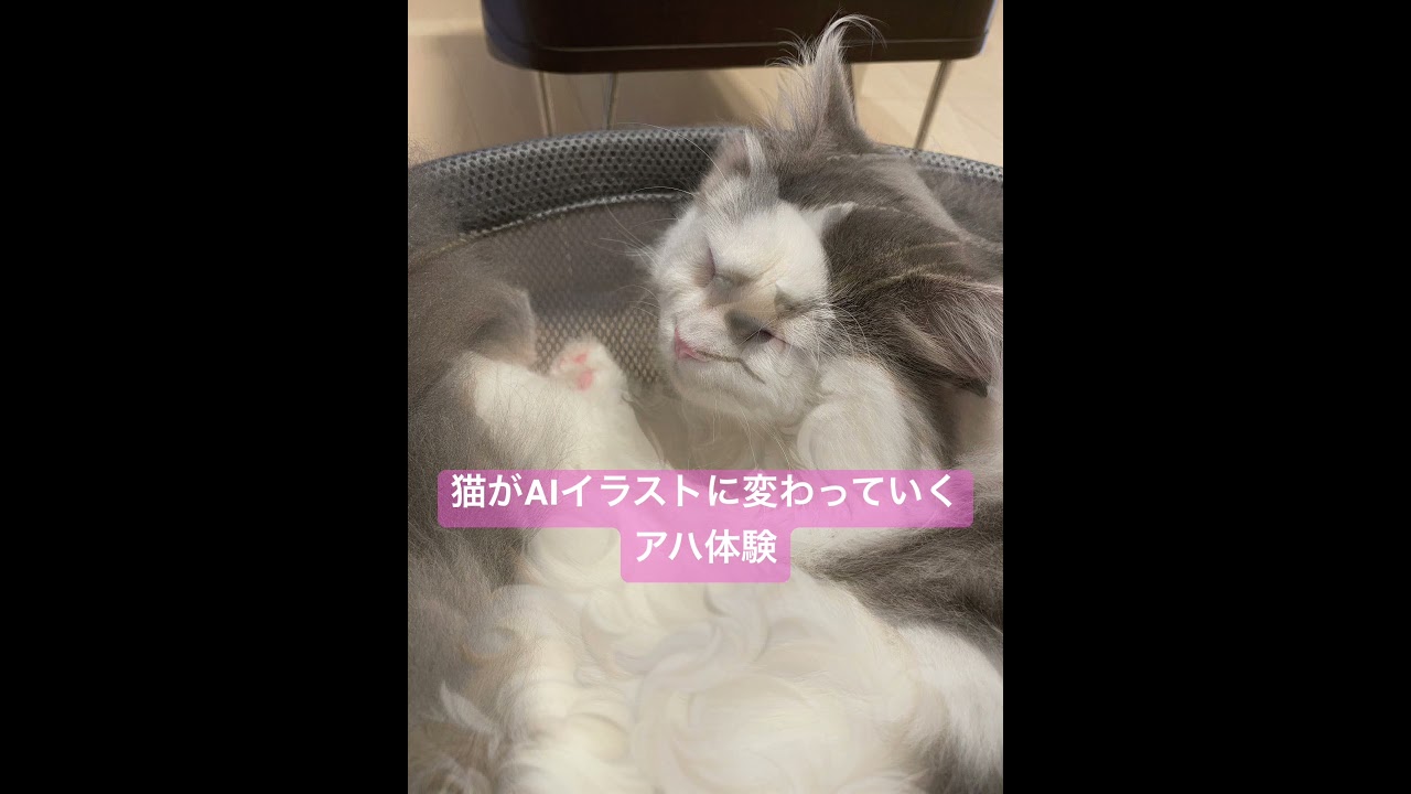 ナニコレアハ体験 #ragamuffin #cat #ラガマフィン #ねこ #アハ体験 #shorts