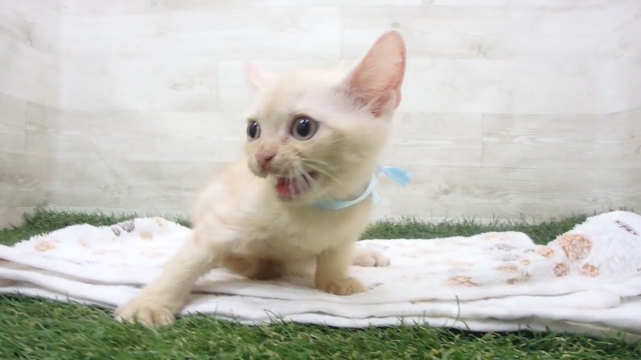 Coo&RIKU　No00638793 アメリカンショートヘアー