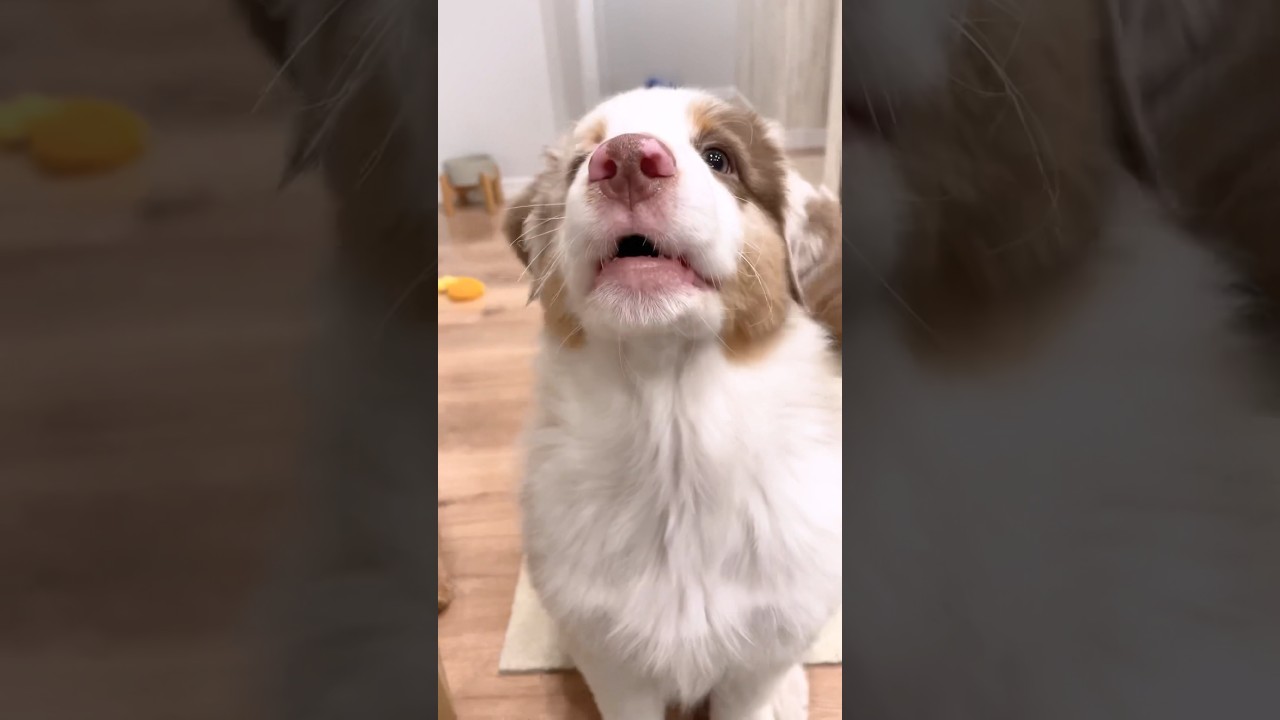 先住犬を見て小さい声の練習をはじめた生後２ヶ月の子犬【ボーダーコリー・オーストラリアンシェパード】 #shorts