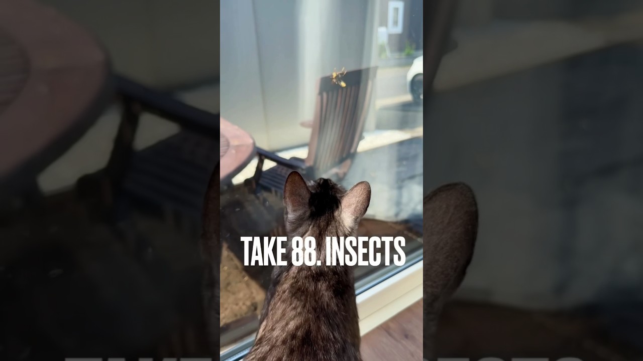 大きな#蜂 🐝に#大興奮 にゃ #ニャルソック #昆虫 たちと#猫 #エジプシャンマウ #playingcat #ねこ #shorts