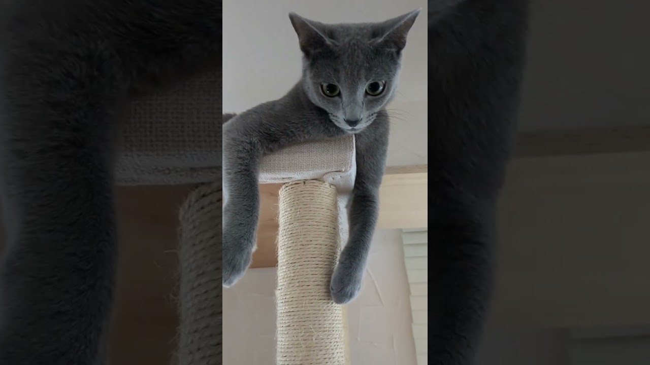 しっぽ自慢？🐈‍⬛💕  #ロシアンブルー #russianblue  #子猫