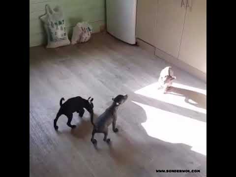 Ксоло мини в продаже