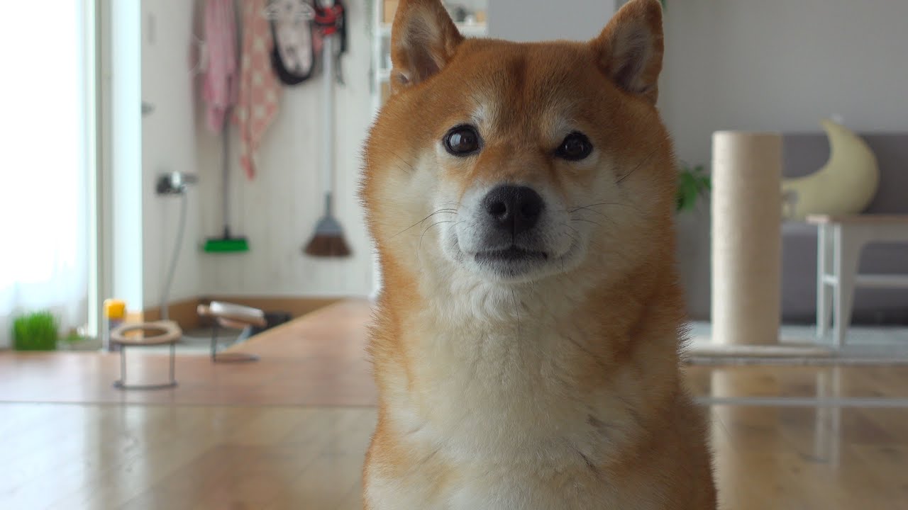 子猫の病院行きで大人しいはずの柴犬が豹変してました。。