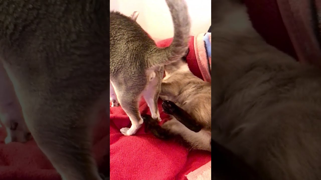 ケリケリがうがうバトルしちゃうシンガプーラとたぬき猫なのにゃ♪