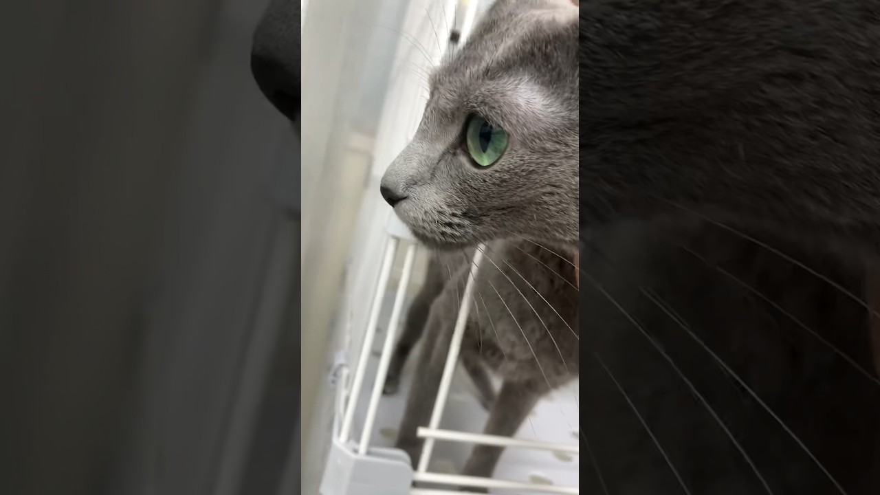 横顔美しすぎ💚🍏 #ペットモデル大募集 #ペットモデル #動物プロダクション #タレント猫 #猫 #cat#catlover #ロシアンブルー#youtubeshorts