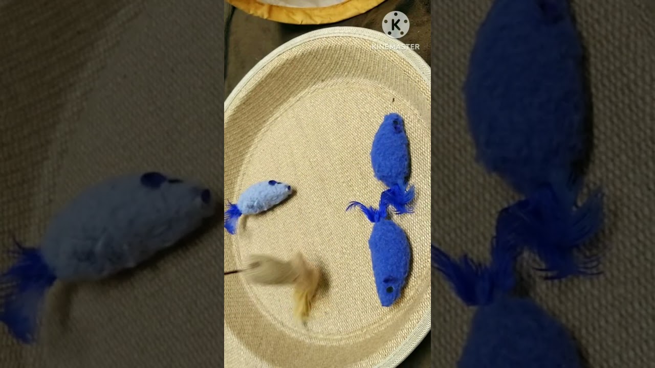 釣　ネズミ　サイベリアン子猫