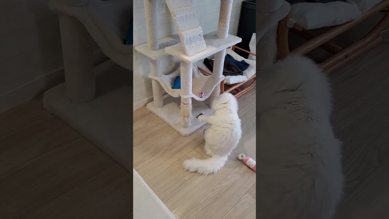 猫に留守番を頼んで、帰宅すると... #shorts #アメリカンカール #猫動画