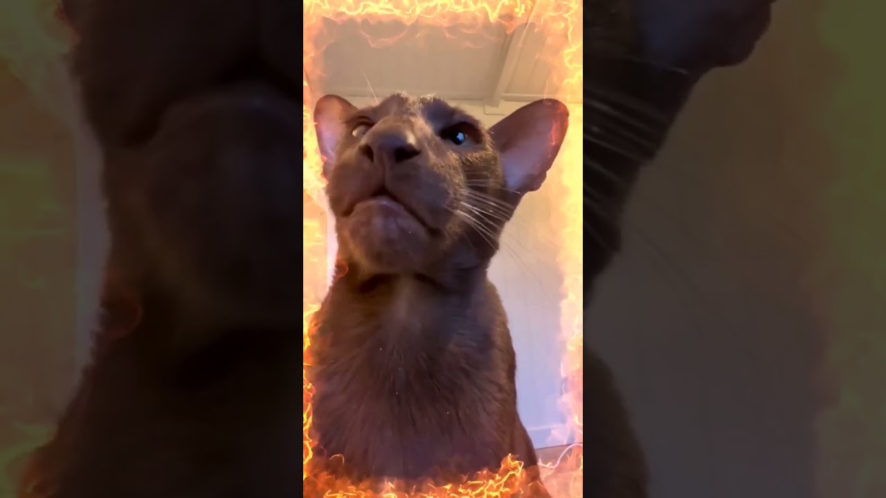 Havana brown cat - hot chocolate - Slot Cats Videos #havanabrown #browncat #cats