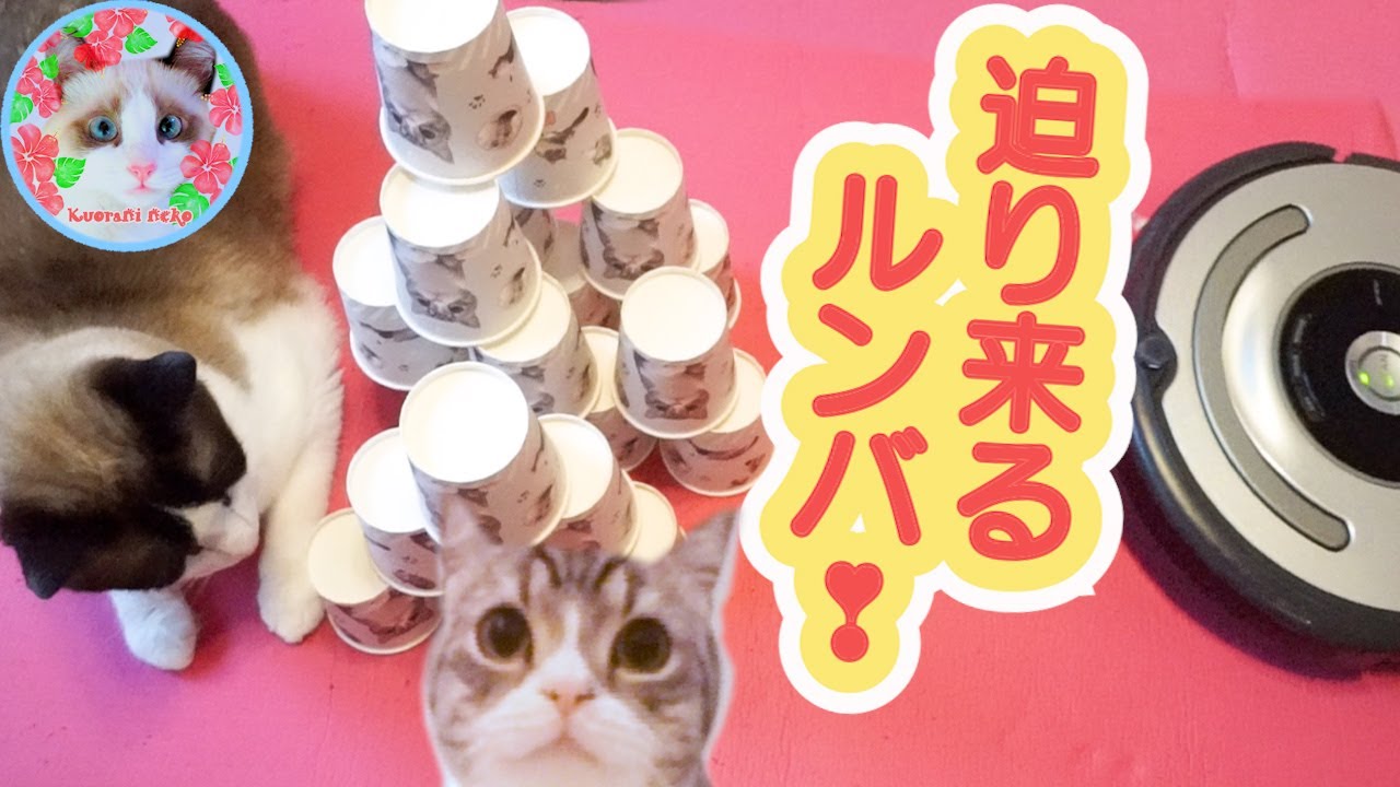 もちまる紙コップタワーの横でくつろぐ猫にルンバが迫って来たらこうなります Daiso MOTIMARU goods