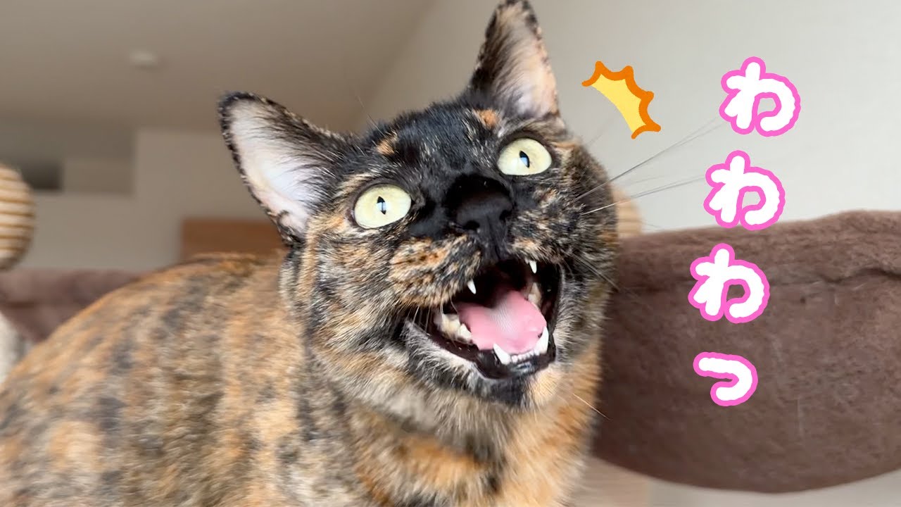 初めて(?)モモっちがクラッキングを披露してくれました！！