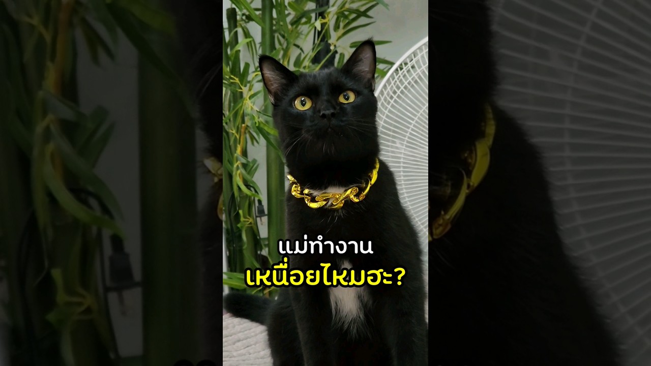 หนักกว่านี้..แม่ก็ผ่านมาแล้ว🥺 | ซุปตาร์หน้าแมว