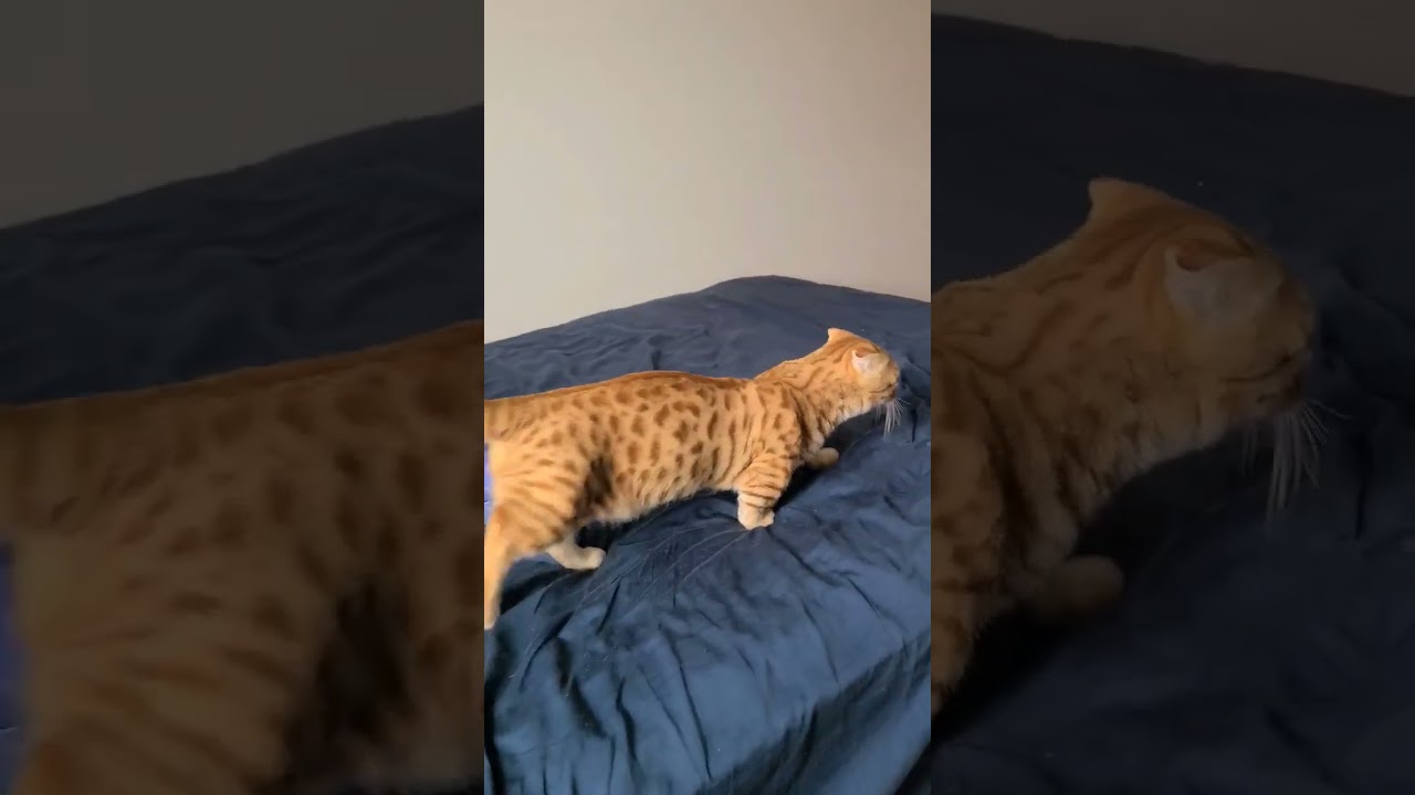 こっそり仕事の邪魔しようとしたのがバレたぬこ【コモドンの観察日記】 #キンカロー #猫 #cat