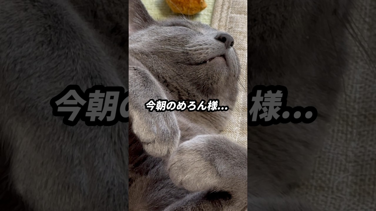 【ロシアンブルー】今朝のめろん、また転がってます🤭おててピクピク...夢みてる?【猫】#shorts