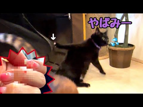 パニックに陥った温厚な黒猫に強烈猫パンチ頂いて負傷しました