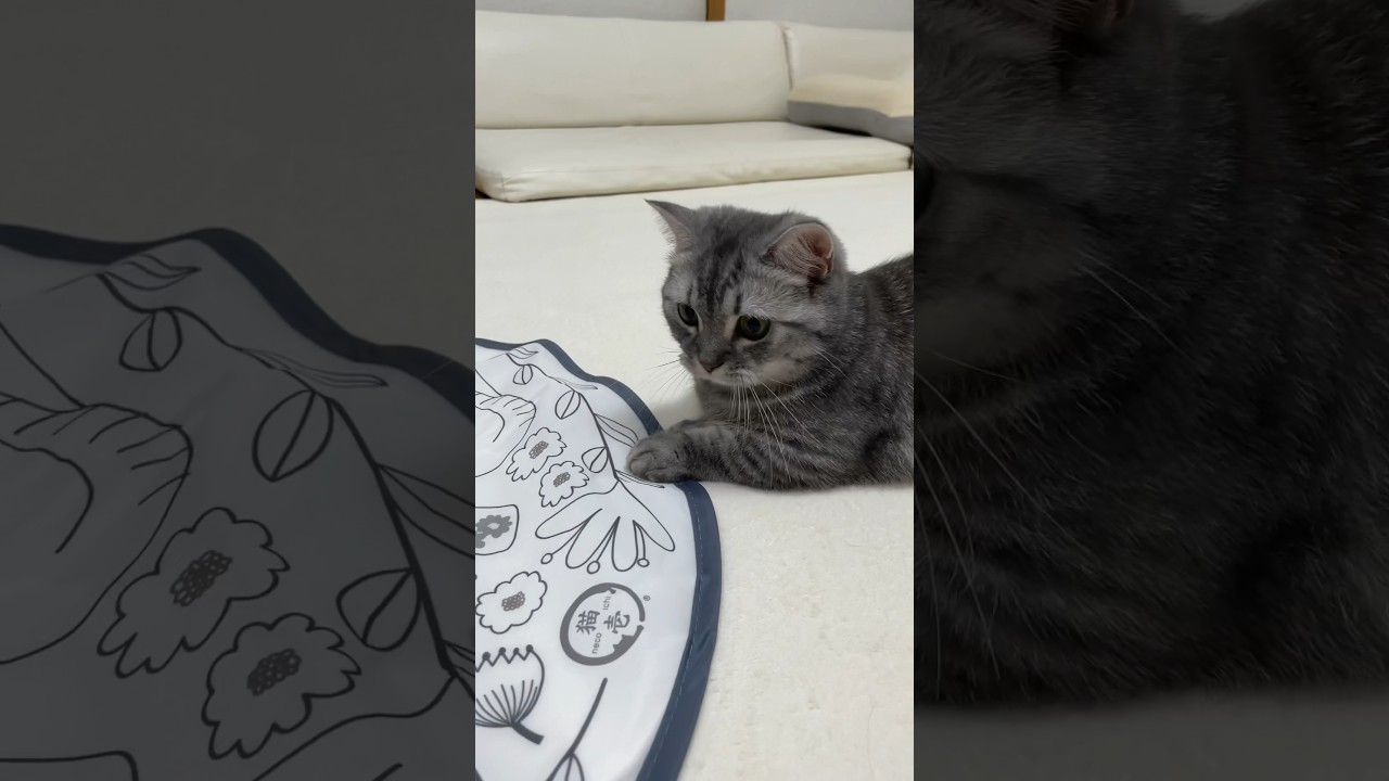 新しいおもちゃを手に入れた猫🐱 #猫 #マンチカン #cat #kitten #kitty #kittycat #catlover