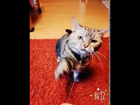ワイヤーに猫パンチ①