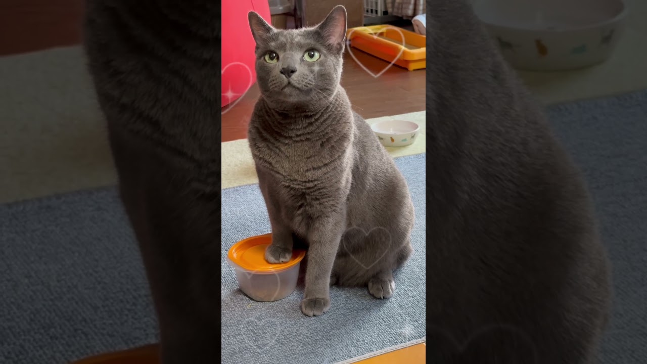 【ロシアンブルー】新しい週のスタート、めろんはいつものルーティーン🥰【猫】#shorts