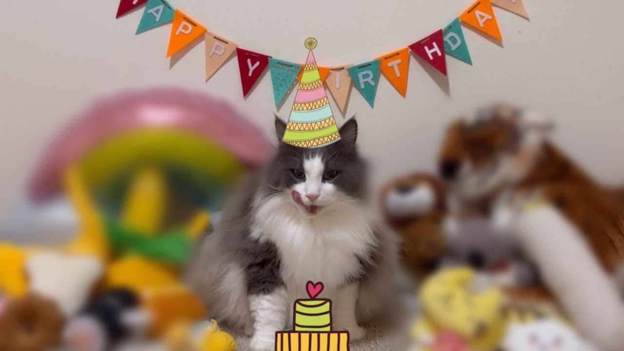 【誕生日💖】シャール9さいになりました！！ノルウェージャンフォレストキャット誕生日会🎂