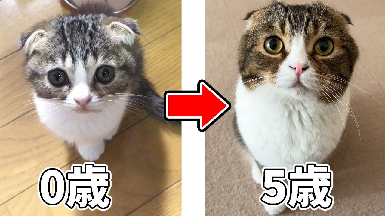 ぽこ太郎5歳記念！0歳の子猫から5歳のパパ猫になるまで！