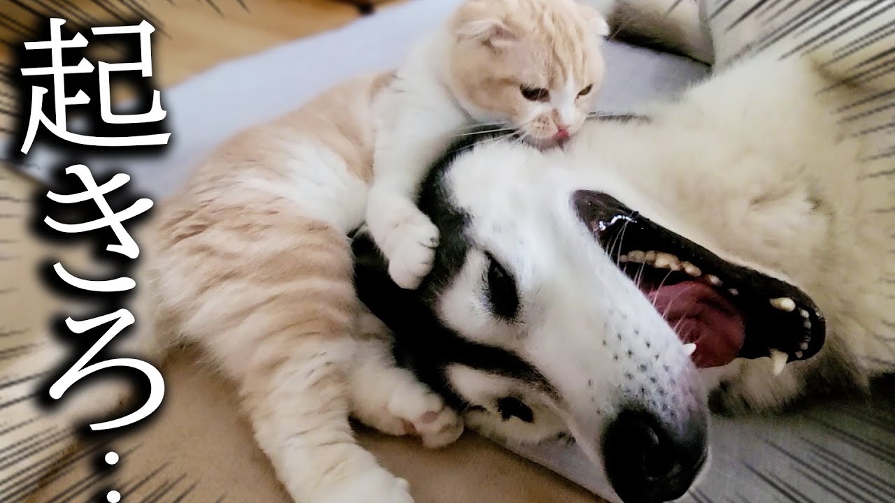 猫が2度寝する犬を叩き起こした結果こうなりました...