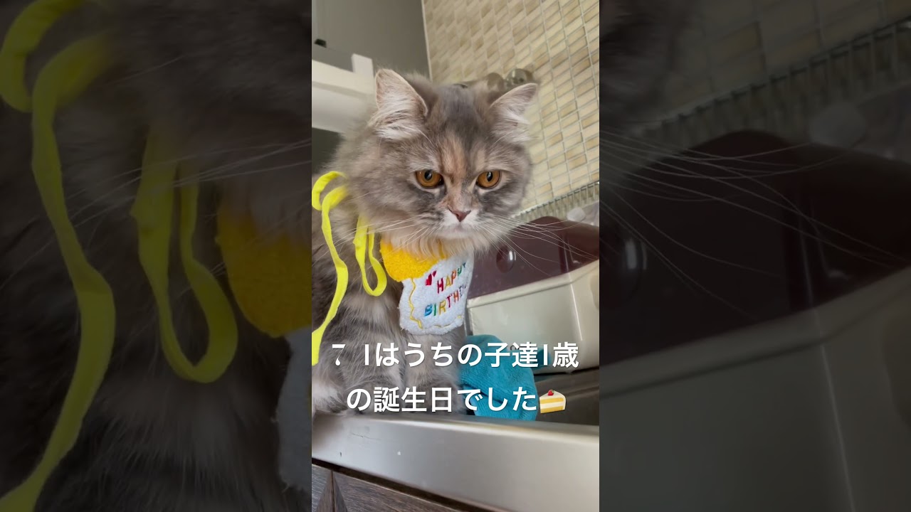 ラガマフィン1歳の誕生日でした #猫のいる暮らし #子猫動画 #猫動画