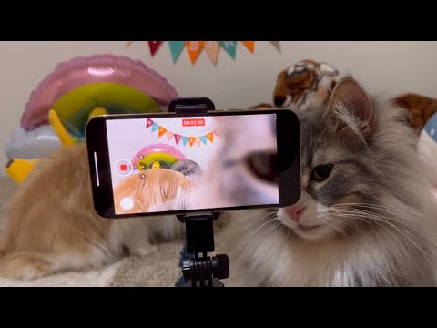 【誕生日会の裏側w】食いしん坊なノルウェージャンフォレストキャットとターキッシュアンゴラ