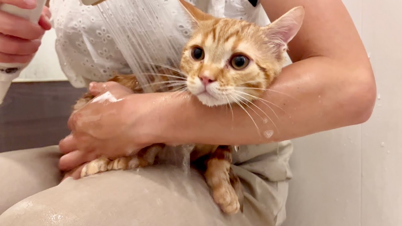 初公開！マンチカンの子猫ちゃびくんの生まれて初めてのお風呂に入ったら【子猫の鳴き声】